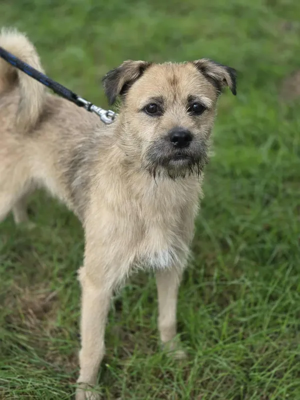 Pies do adopcji, Jelenia Góra, 29 sierpnia 2025 (3/5)