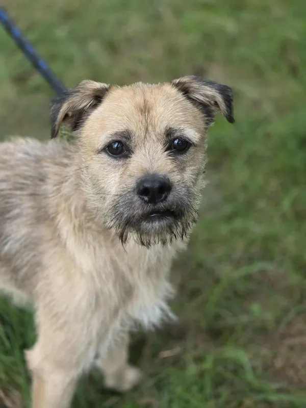 Pies do adopcji, Jelenia Góra, 29 sierpnia 2025 (4/5)