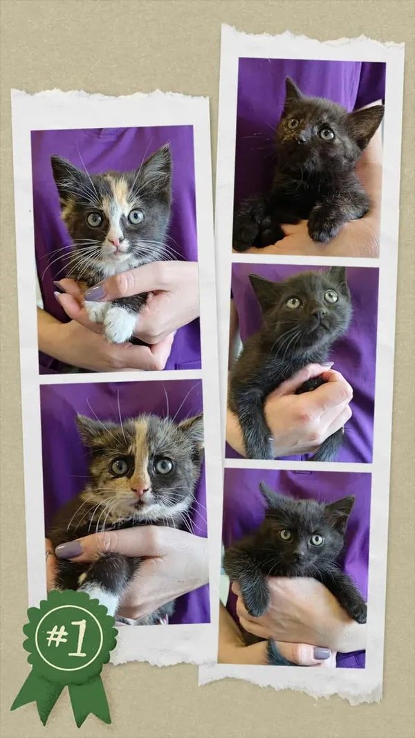 Znaleziono kota, Lublin, 9 września 2025