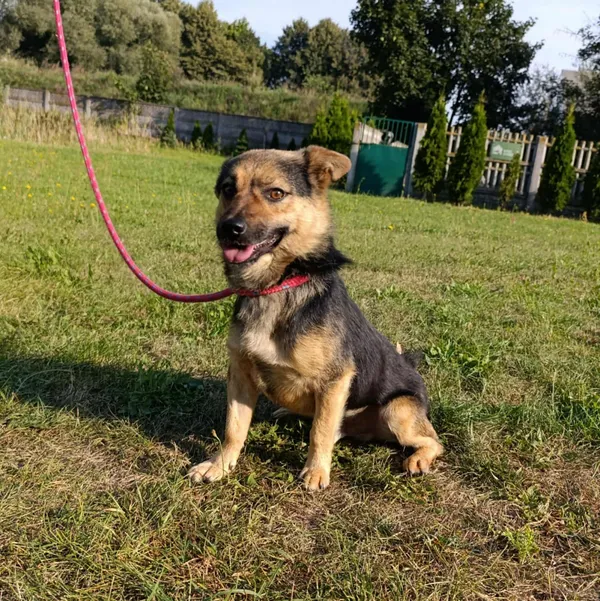 Pies do adopcji, Bełchatów, 2 sierpnia 2025 (2/5)