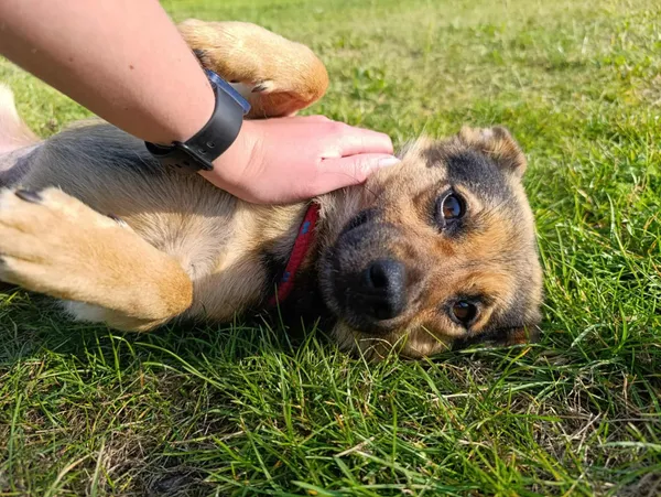 Pies do adopcji, Bełchatów, 2 sierpnia 2025 (3/5)