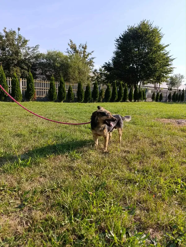 Pies do adopcji, Bełchatów, 2 sierpnia 2025 (5/5)