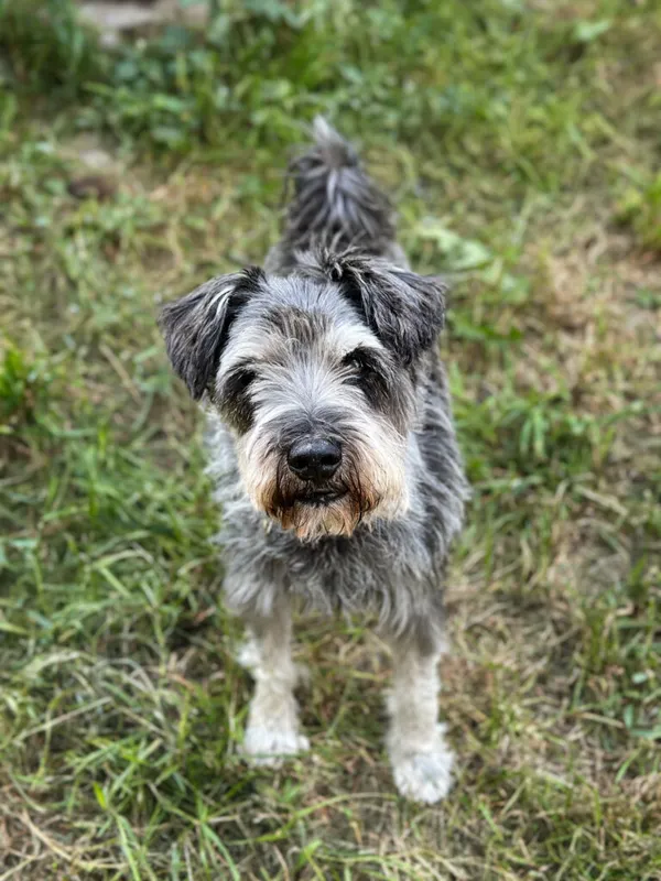 Pies do adopcji, Korabiewice, 9 września 2025 (2/5)