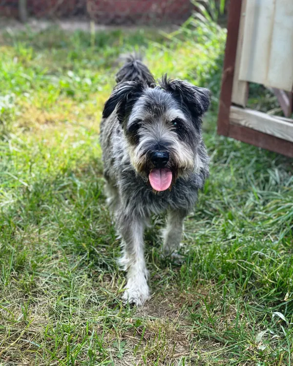 Pies do adopcji, Korabiewice, 9 września 2025 (1/5)