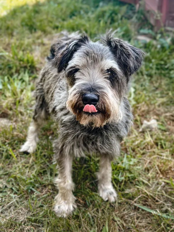 Pies do adopcji, Korabiewice, 9 września 2025 (4/5)