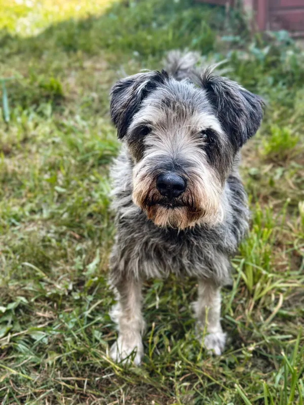 Pies do adopcji, Korabiewice, 9 września 2025 (5/5)