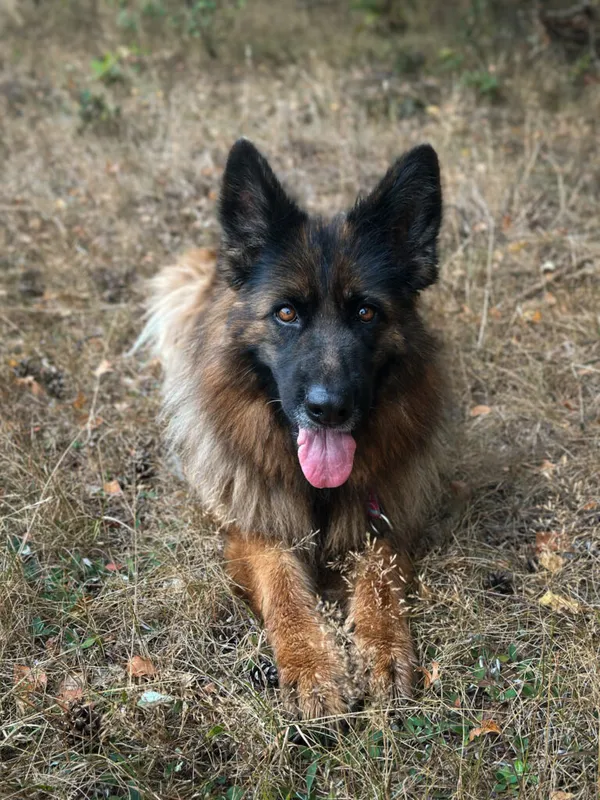 Pies do adopcji, Korabiewice, 9 września 2025 (1/5)