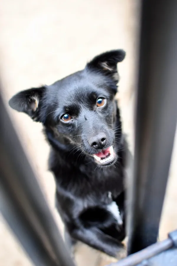 Pies do adopcji, Milanówek, 17 września 2025 (3/5)