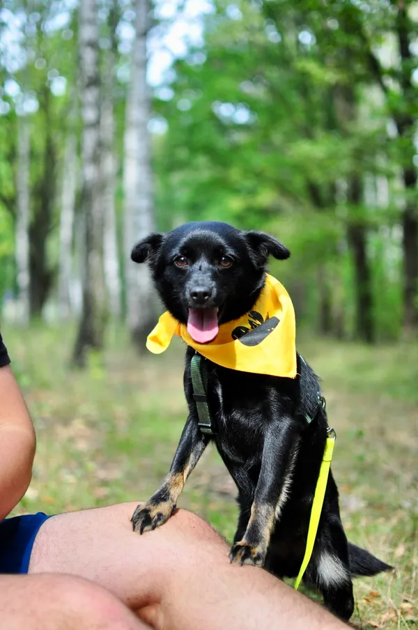 Pies do adopcji, Milanówek, 17 września 2025 (4/5)