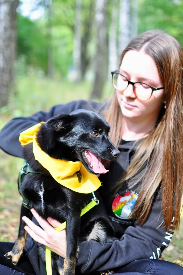 Pies do adopcji, Milanówek, 17 września 2025 (5/5)