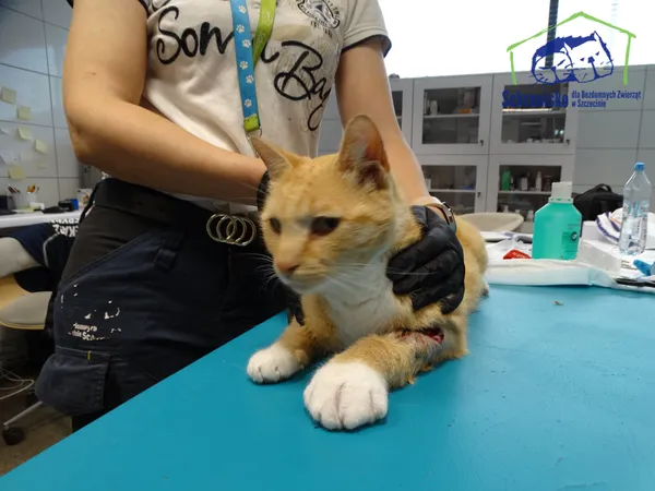 Znaleziono kota, Szczecin, 9 września 2025 (1/2)