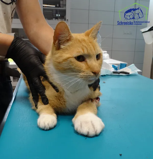 Znaleziono kota, Szczecin, 9 września 2025 (2/2)