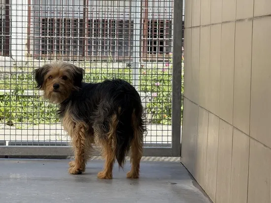 Pies do adopcji, Kraków, 27 sierpnia 2025