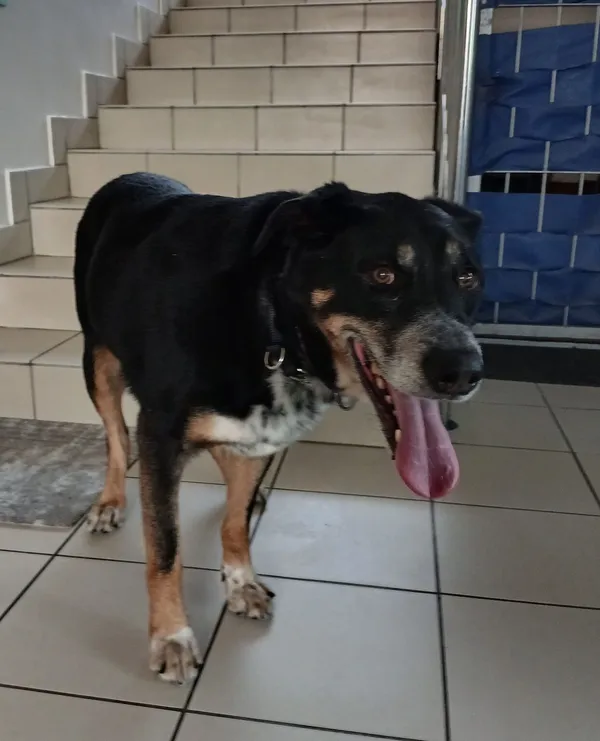 Znaleziono psa, Gdańsk, 11 września 2025