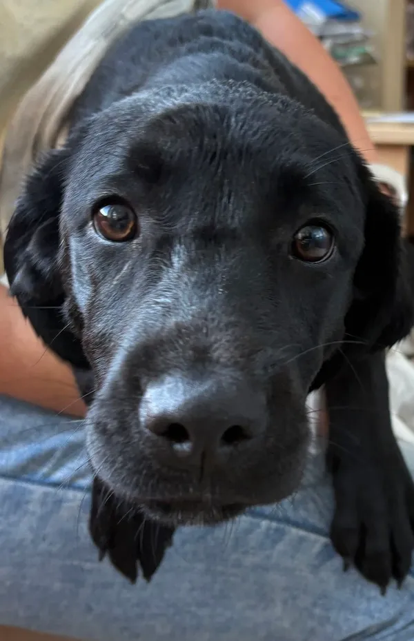 Znaleziono psa, Gdańsk, 11 września 2025