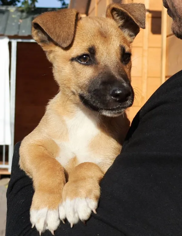 Znaleziono psa, Łódź, 9 września 2025 (1/4)