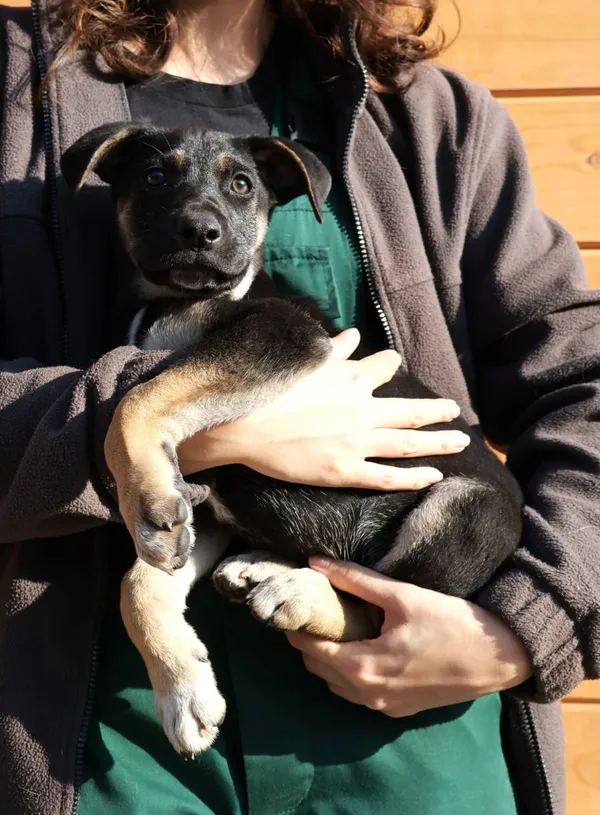 Znaleziono psa, Łódź, 9 września 2025 (1/2)