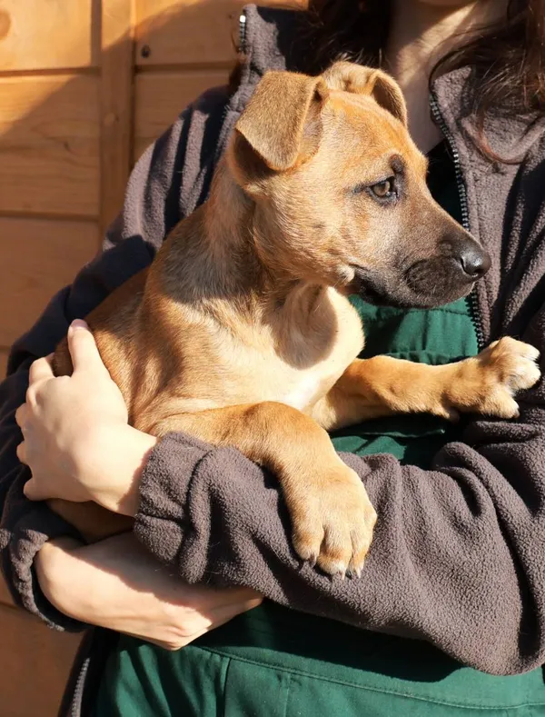 Znaleziono psa, Łódź, 9 września 2025 (1/2)