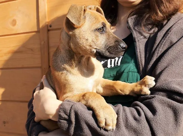 Znaleziono psa, Łódź, 9 września 2025 (2/2)