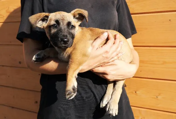 Znaleziono psa, Łódź, 9 września 2025 (1/3)