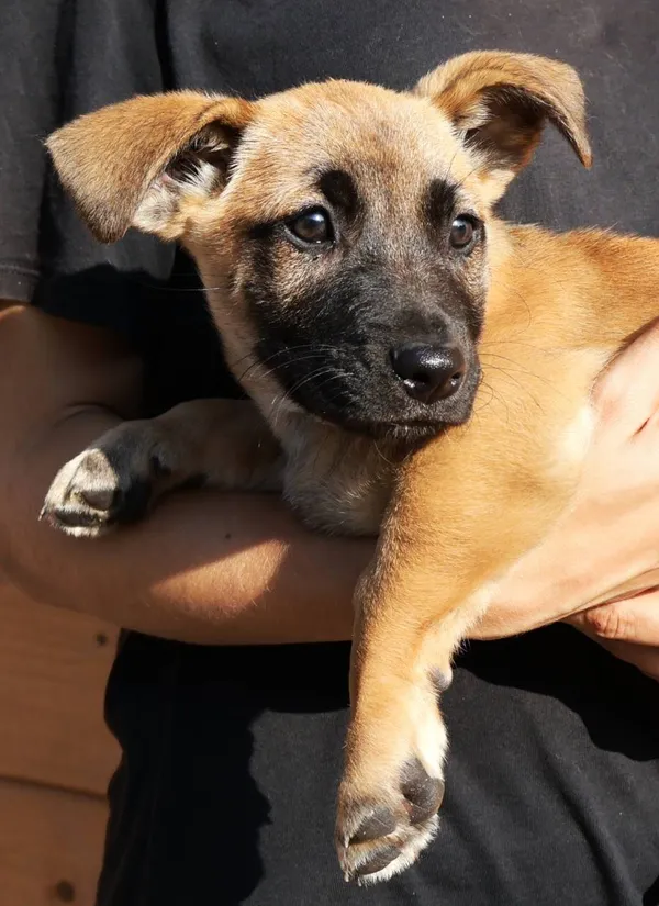 Znaleziono psa, Łódź, 9 września 2025 (2/3)