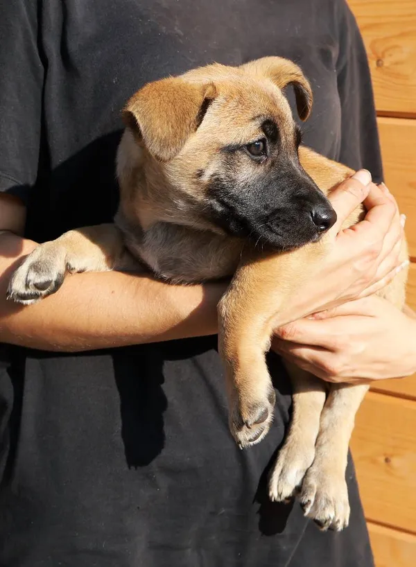 Znaleziono psa, Łódź, 9 września 2025 (3/3)