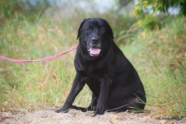 Znaleziono psa, Toruń, 2 sierpnia 2025