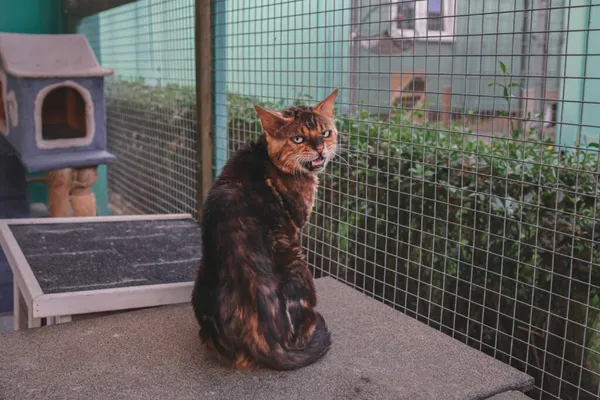 Kot do adopcji, Henrykowo, 11 września 2025 (1/3)