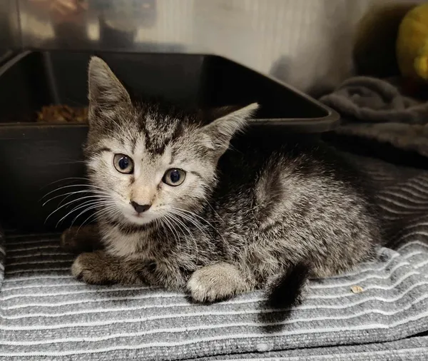 Kot do adopcji, Włocławek, 10 września 2025 (1/2)