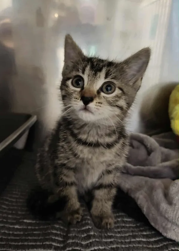 Kot do adopcji, Włocławek, 10 września 2025 (2/2)