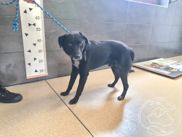 Znaleziono psa, Chełmek, 11 września 2025