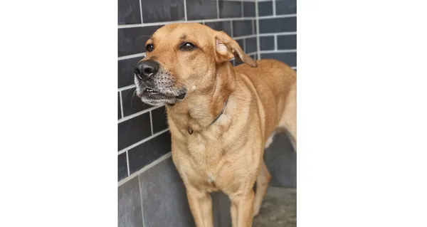 Pies do adopcji, Wrocław, 7 września 2025