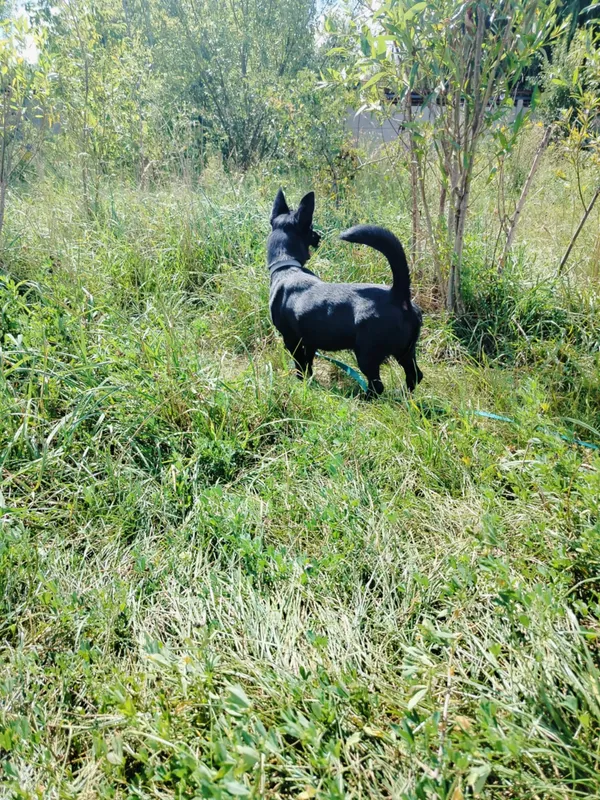 Pies do adopcji, Pawłowo, 11 września 2025 (3/4)