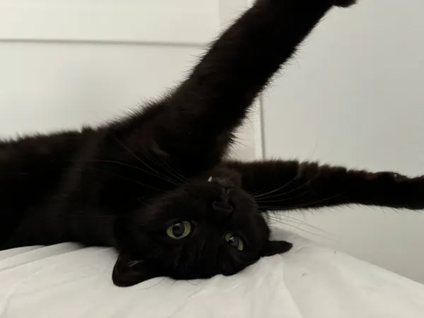 Zaginął kot, Lublin, Czuby Północne, 11 września 2025 (2/3)