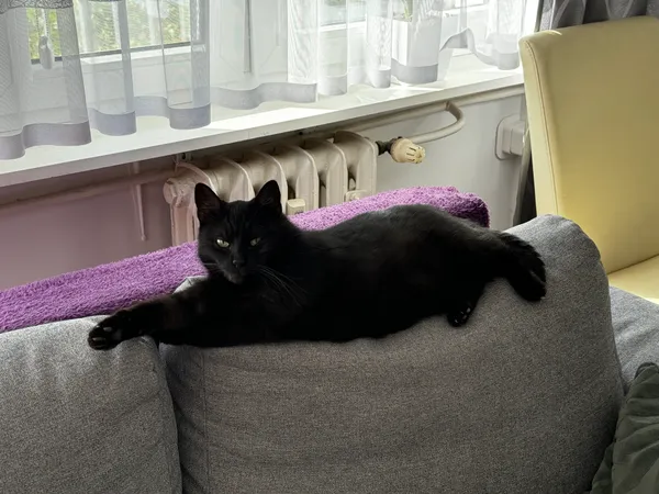 Zaginął kot, Lublin, Czuby Północne, 11 września 2025 (3/3)