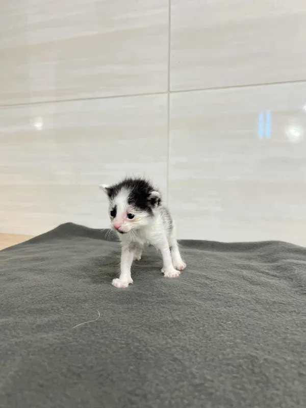 Znaleziono kota, Czartki, 11 września 2025