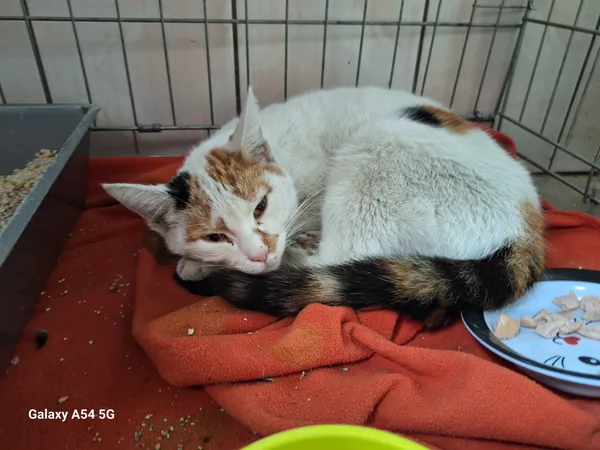 Kot do adopcji, Orzechowce, 9 września 2025 (1/2)