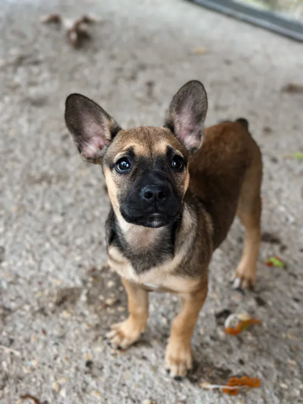 Pies do adopcji, Korabiewice, 11 września 2025 (2/5)