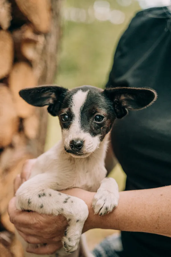 Pies do adopcji, Korabiewice, 11 września 2025 (2/5)