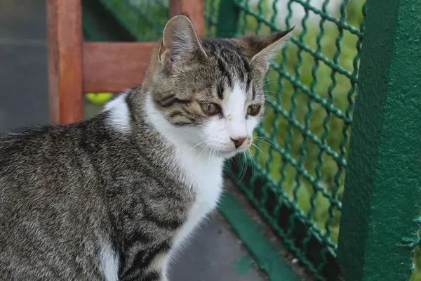 Kot do adopcji, Bełchatów, 12 czerwca 2025 (4/5)