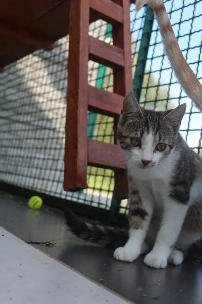 Kot do adopcji, Bełchatów, 12 czerwca 2025 (5/5)