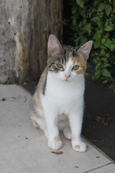 Kot do adopcji, Bełchatów, 5 czerwca 2025 (1/5)