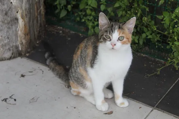 Kot do adopcji, Bełchatów, 5 czerwca 2025 (3/5)