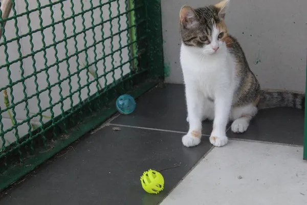 Kot do adopcji, Bełchatów, 5 czerwca 2025 (4/5)