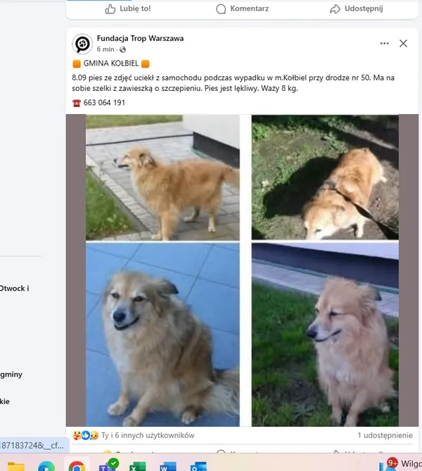Zaginął pies, Kołbiel, 12 września 2025