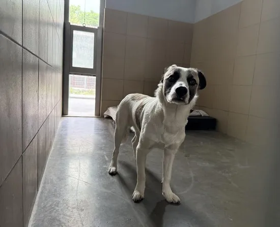 Pies do adopcji, Kraków, 28 sierpnia 2025