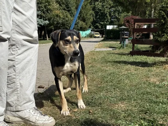 Pies do adopcji, Kraków, 28 sierpnia 2025