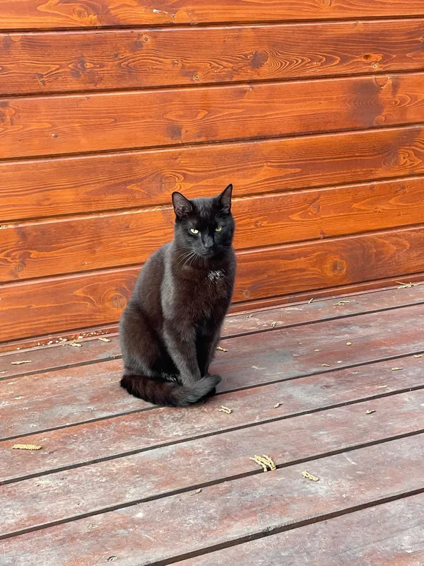 Zaginął kot, Błędowo, 12 września 2025 (1/3)