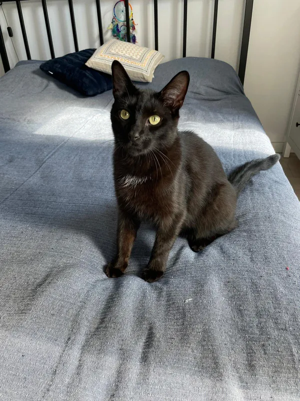 Zaginął kot, Błędowo, 12 września 2025 (2/3)