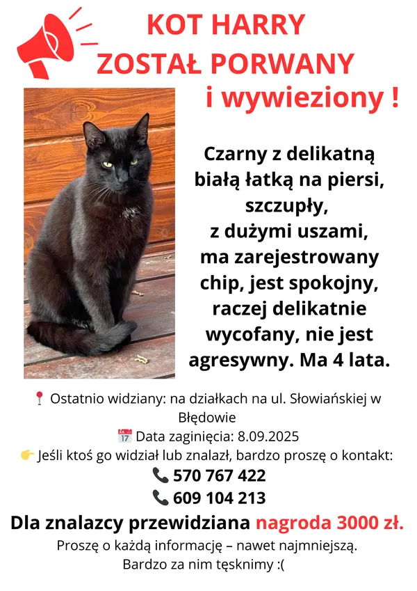 Zaginął kot, Błędowo, 12 września 2025 (3/3)